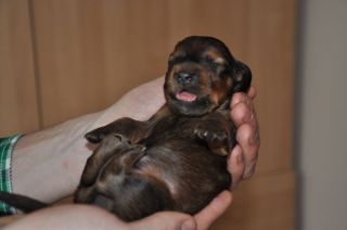 Jamniki d�ugow�ose